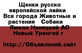 Щенки русско европейской лайки - Все города Животные и растения » Собаки   . Ямало-Ненецкий АО,Новый Уренгой г.